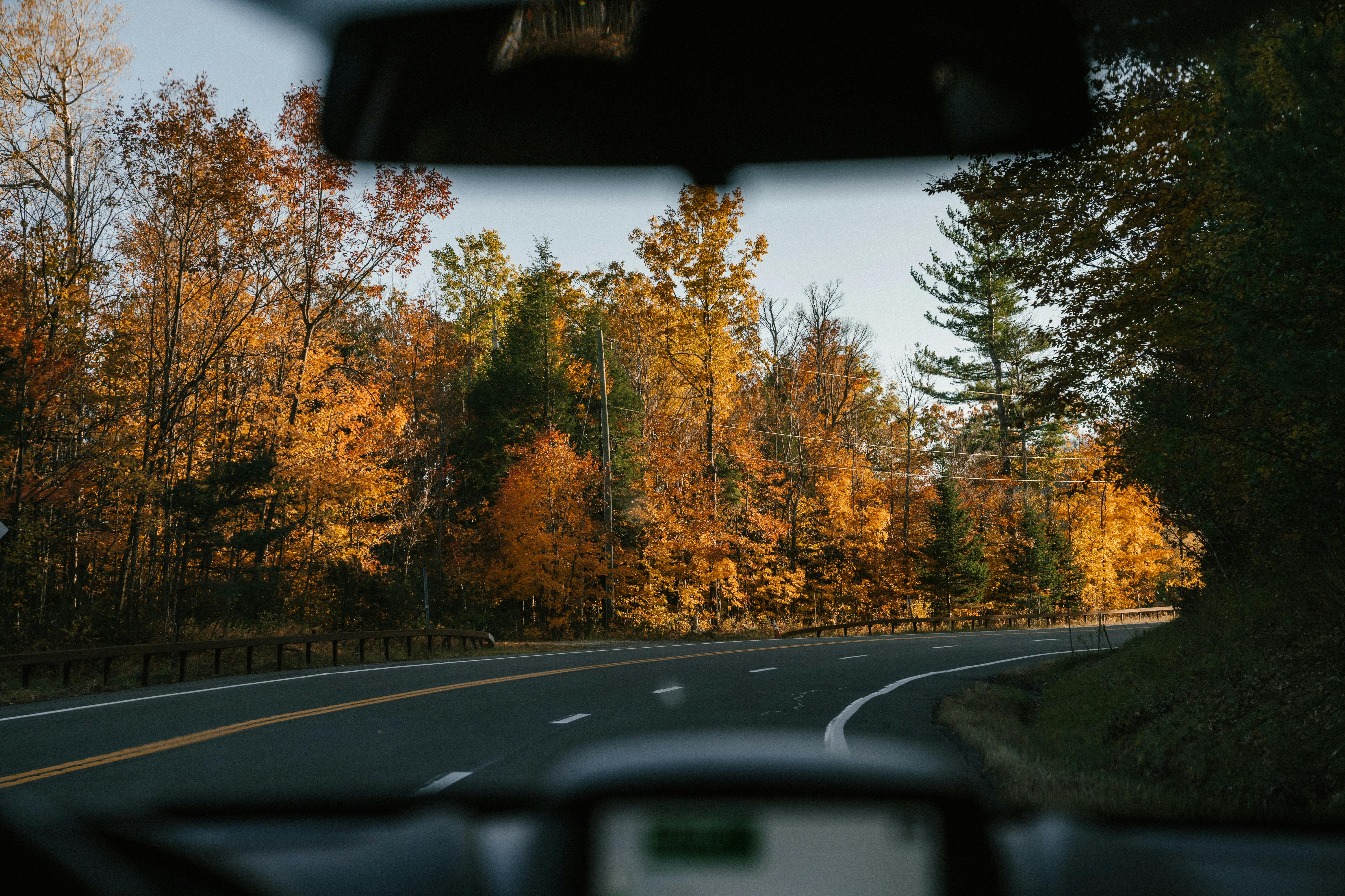 Someone driving down a tree-filled road.
